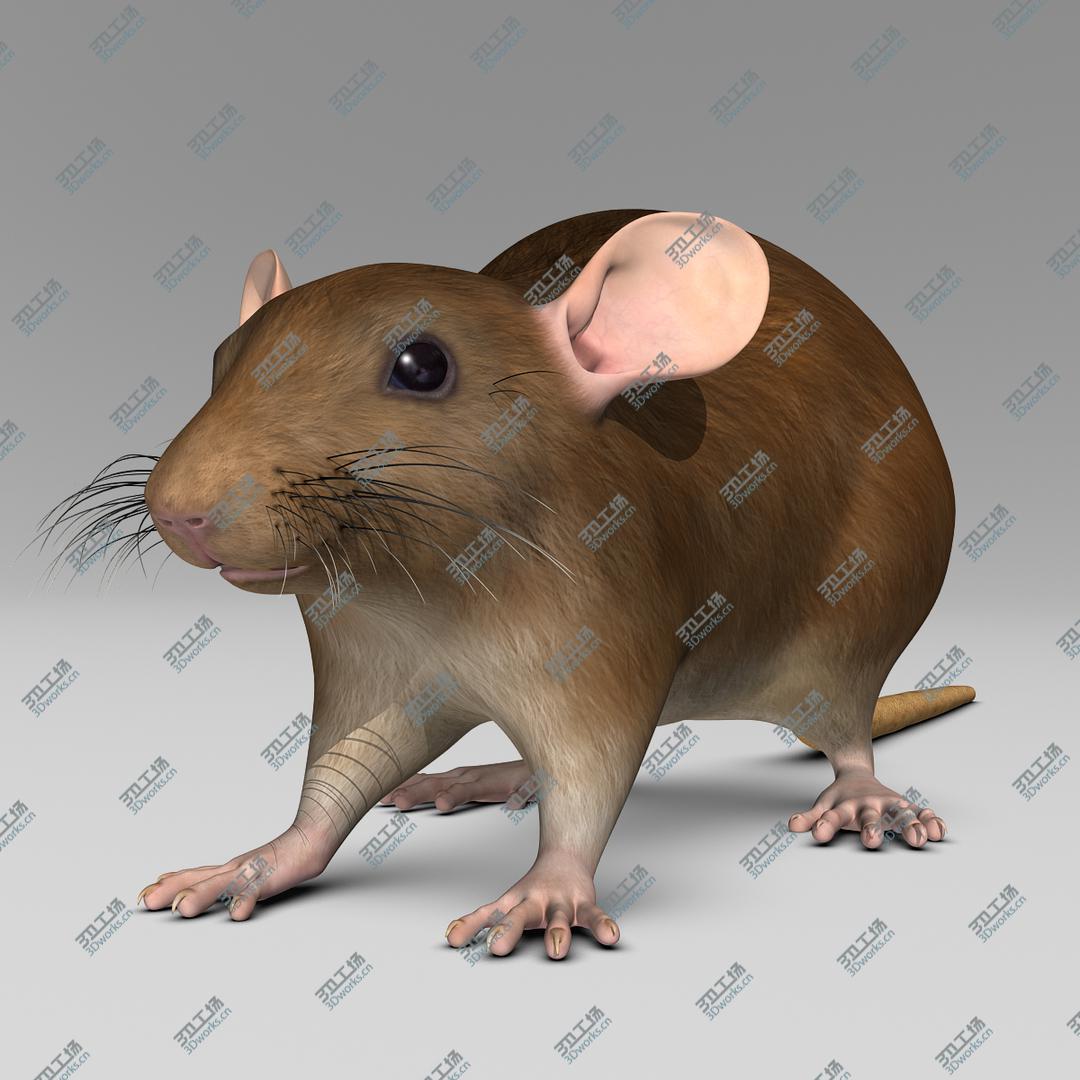 images/goods_img/2021040165/Rat  Brown/2.jpg